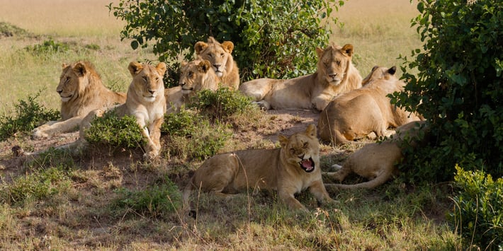 Pride of lions | Effective Social Influencing | Spitfire Inbound Marketing