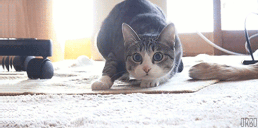 Cat getting ready to pounce