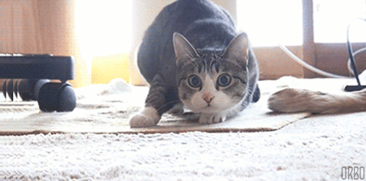 Cat getting ready to pounce Cat getting ready to pounce