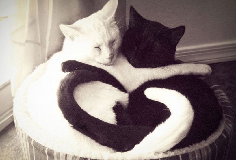 YinYang-Cats.jpg