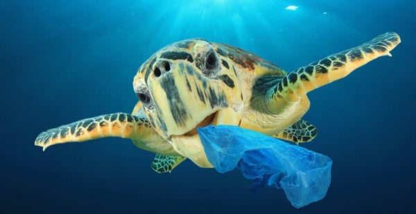 plastic pollution ruins everything satureday evening post