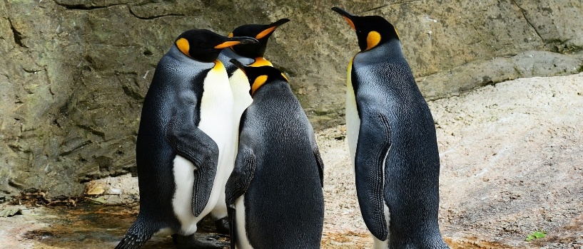 king-penguin-384252_1920-828754-edited.jpg