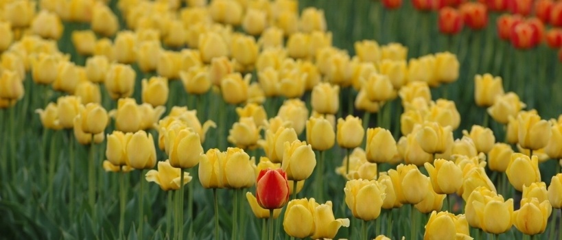 Red and yellow tulip in a bed of yellow tulips-336436-edited.jpeg